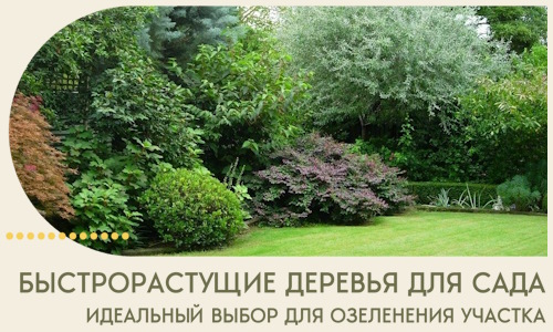 Быстрорастущие деревья для сада идеальный выбор в Фрязине