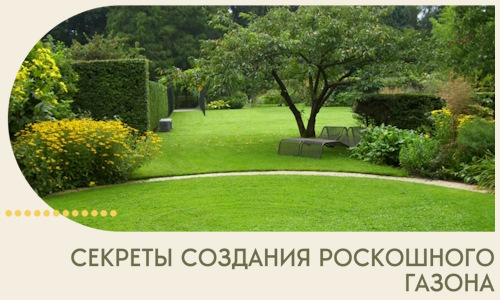 Секреты создания роскошного газона в Фрязине