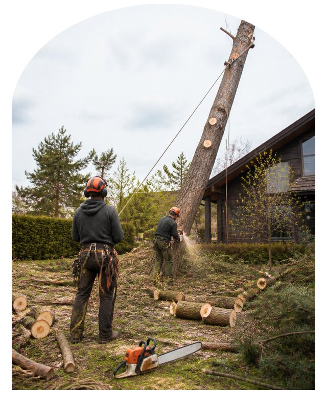 Валка деревьев в Фрязине по цене от 5712 р. | Метпроект-Фрз